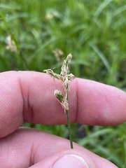 Carex brizoides