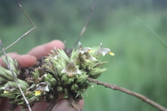 Lepidagathis anobrya