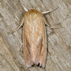 Zosteropoda clementei