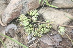 Lepidagathis anobrya