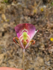 Calochortus venustus