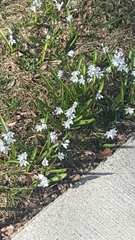 Puschkinia