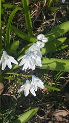 Puschkinia