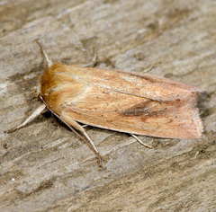 Zosteropoda clementei