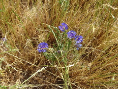 Centaurea cyanus