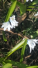 Puschkinia