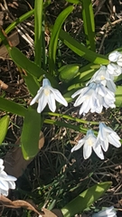 Puschkinia