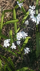 Puschkinia