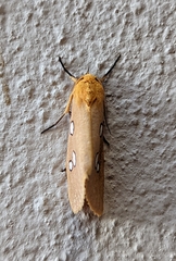 Rhanidophora cinctigutta