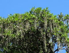 Alstonia muelleriana