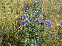 Centaurea cyanus