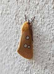 Rhanidophora cinctigutta