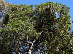 Alstonia muelleriana