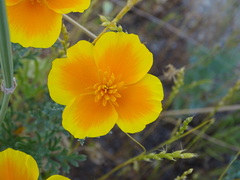 Eschscholzia californica
