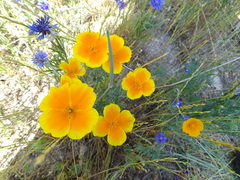 Eschscholzia californica