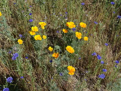 Eschscholzia californica