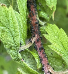 Aphis