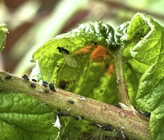 Aphis