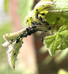 Aphis