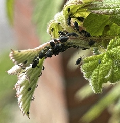 Aphis