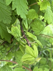 Aphis