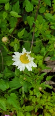 Leucanthemum vulgare