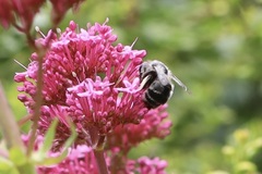 Anthophora pacifica