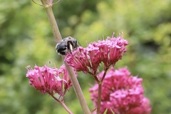 Anthophora pacifica