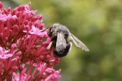 Anthophora pacifica