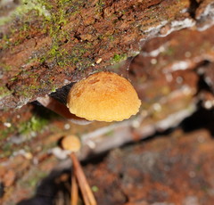 Gymnopilus eucalyptorum