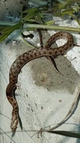 Natrix maura
