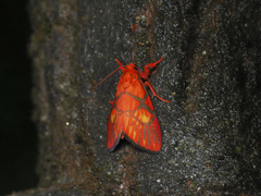 Sarbine flavodiscalis