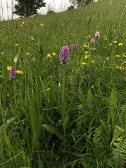 Dactylorhiza × braunii