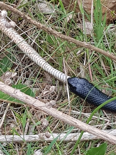 Red-bellied Black Snake, Montacute SA 5134, Australia, photo 8 of 10