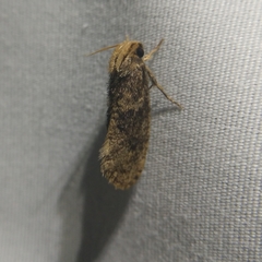 Acrolophus propinqua