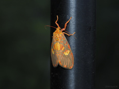 Ammatho roseororatus