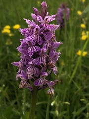 Dactylorhiza × braunii