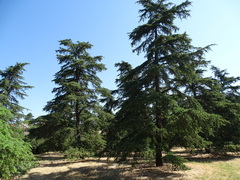 Cedrus