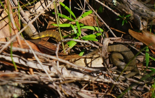 Tiger Snake sighting