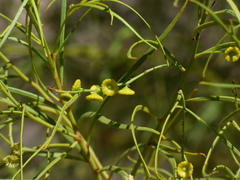 Codonocarpus pyramidalis