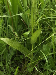 Dactylorhiza × braunii