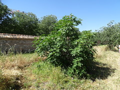 Ficus carica