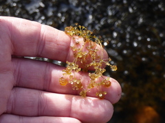 Nitella sonderi