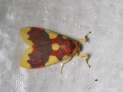 Barsine rubricostata