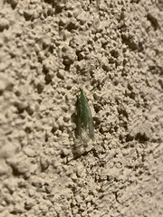 Chrysoperla comanche