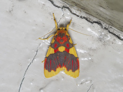 Barsine rubricostata