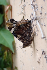 Vanessa atalanta