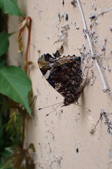 Vanessa atalanta