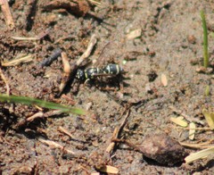 Stenodynerus anormis