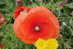 Papaver